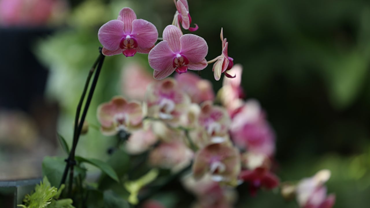 Existen cerca de 30.000 tipos de orquídeas en todo el mundo.