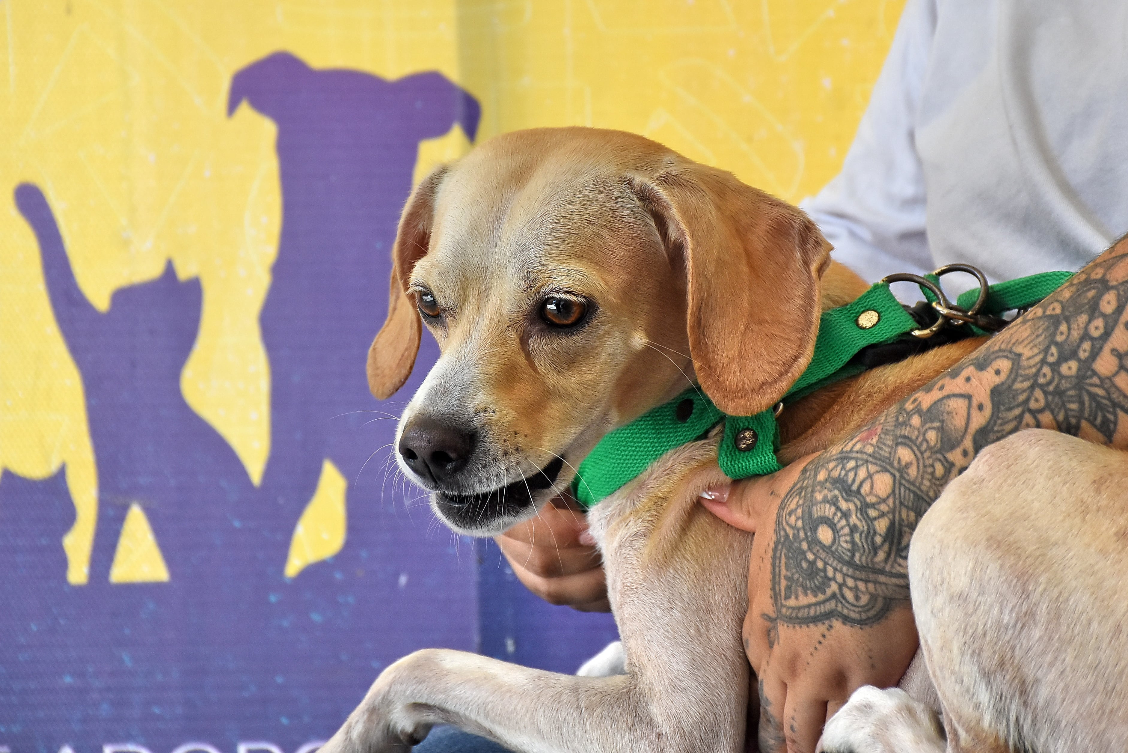 Mascotas Afectadas por Terremoto Centro de Bienestar Animal