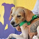 Mascotas Afectadas por Terremoto Centro de Bienestar Animal