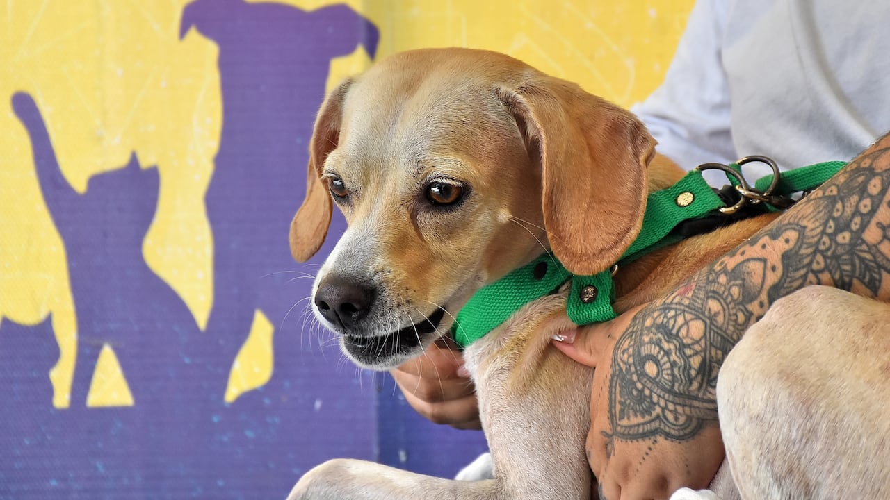 Tras el terremoto registrado el pasado 10 de agosto, un número importante de perros y gatos están desaparecidos.