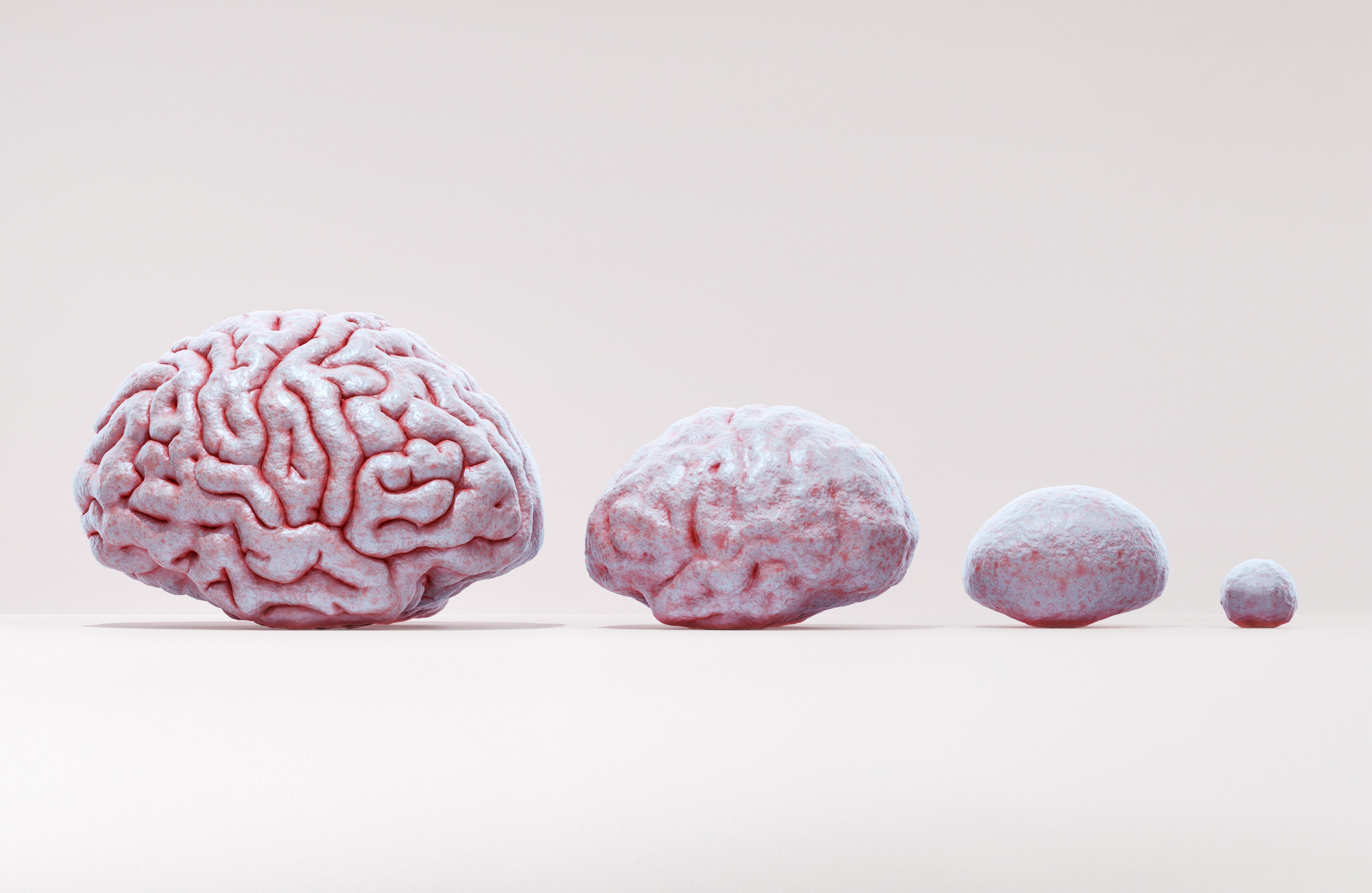 La evolución del tamaño del cerebro ha sido un punto de referencia para conocer la capacidad cognitiva de los antepasados.