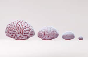 La evolución del tamaño del cerebro ha sido un punto de referencia para conocer la capacidad cognitiva de los antepasados.