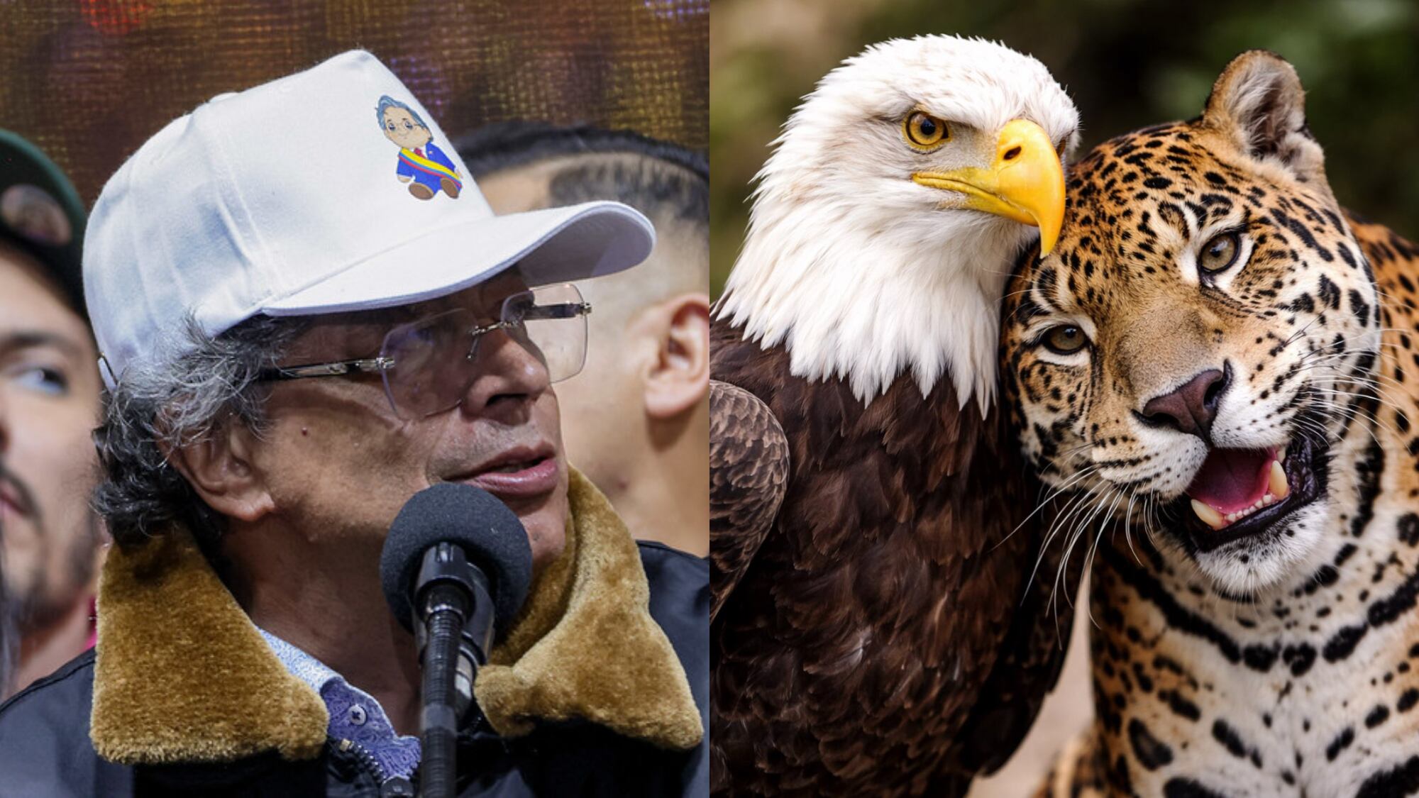 Gustavo Petro publicó foto de un jaguar y un águila, haciendo alusión a su nuevo acercamiento con Donald Trump.