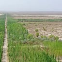 Los árboles sembrados por el hombre reaccionan de forma diferente al aumento de CO2.