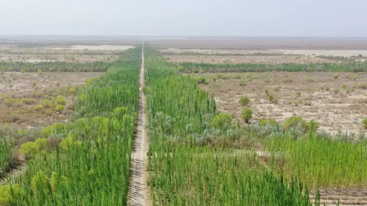 La enorme reforestación china mostró un efecto inesperado en la captura de carbono.