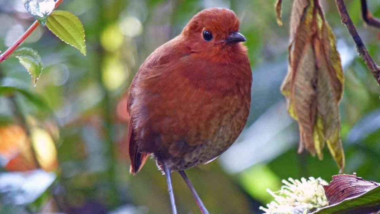 Con este nuevo hallazgo, Colombia ya suma 2.000 especies de aves registradas. Foto: Eddie Álvarez,