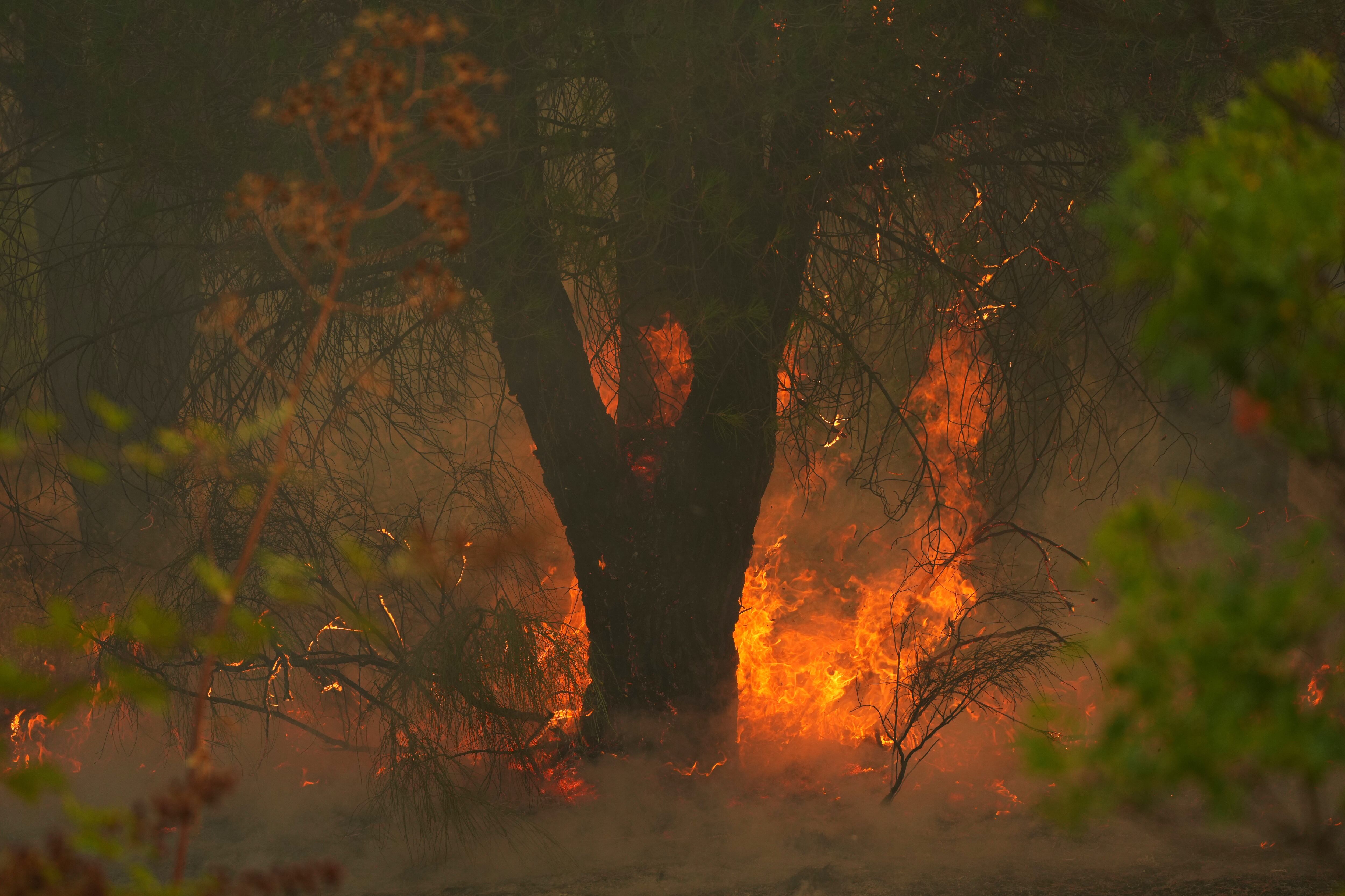 Un árbol arde a causa de un incendio forestal en San Martín de Valdeiglesias, al oeste de Madrid, España.