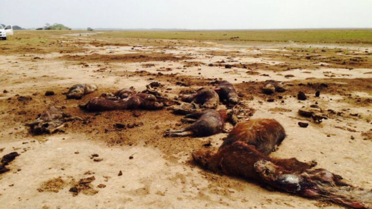 Miles de chigüiros han muerto de sed, tras la sequía en la región casanareña de Paz de Ariporo, que linda con Boyacá.