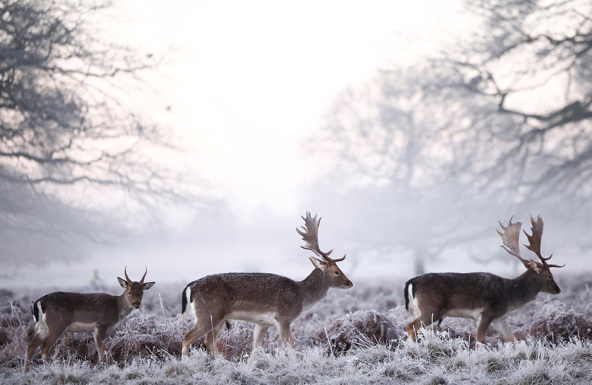 Fotos de la semana 7 enero 2021