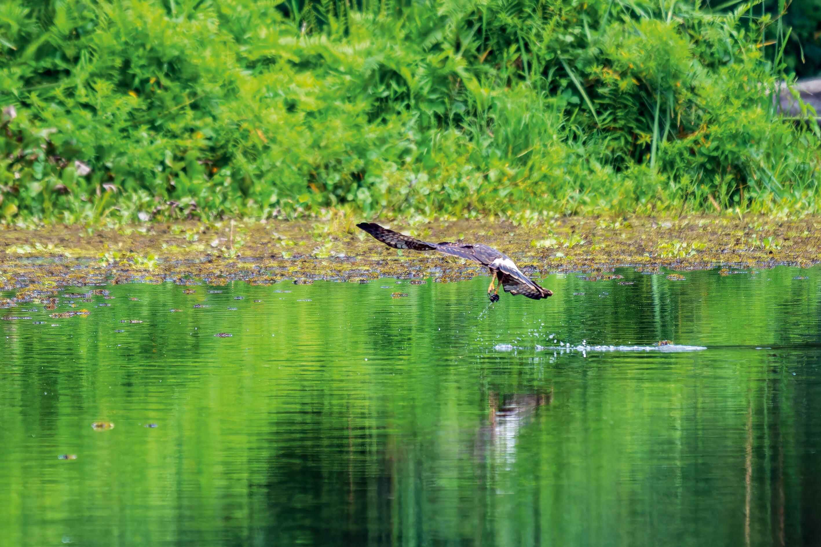 Hay varias iniciativas de conservación que mantienen viva la esperanza en la Laguna de Sonso.