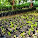 Drummond especial mineria