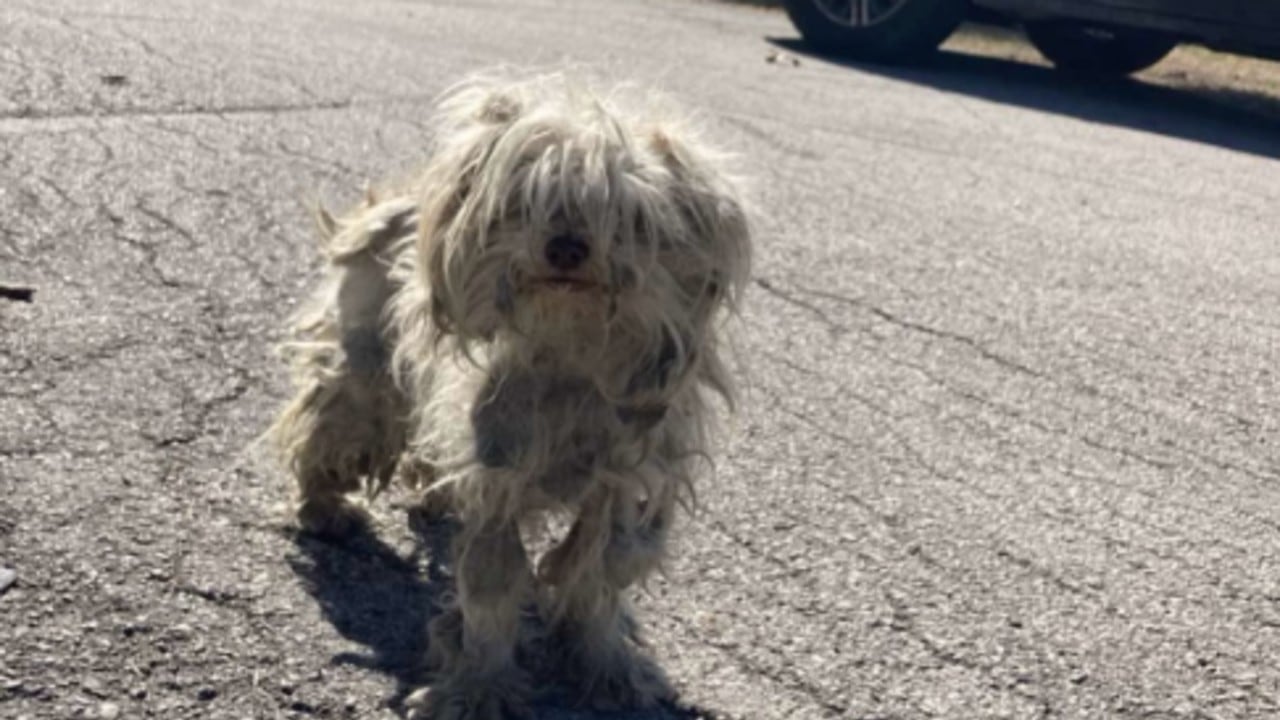 Neda fue encontrada con desnutrición severa.