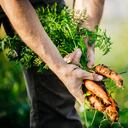 A close up of a farmer harvesting some organic carrots from a small, independant urban crop.