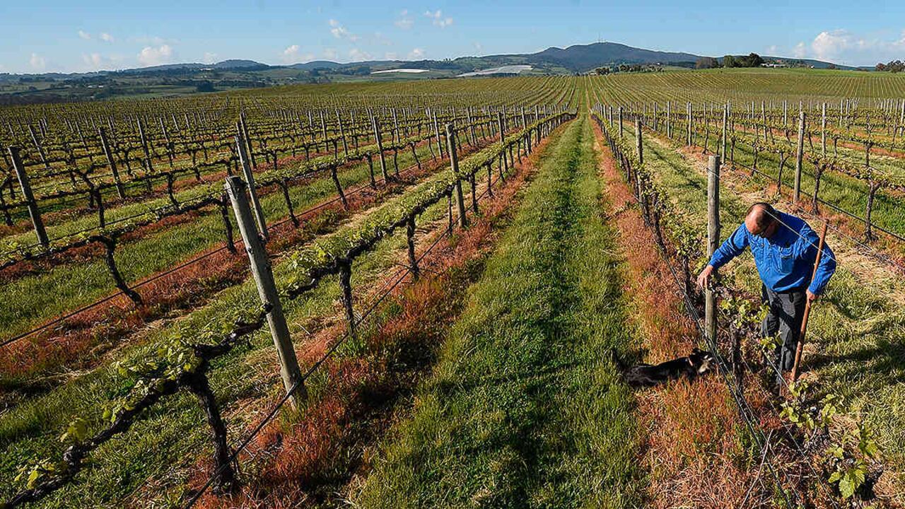 Viñedos en Orange, Australia (Foto: Peter Parks / AFP)