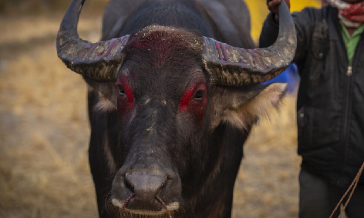 Además del Jallikattu, en India también es tradicional la pelea de bueyes.