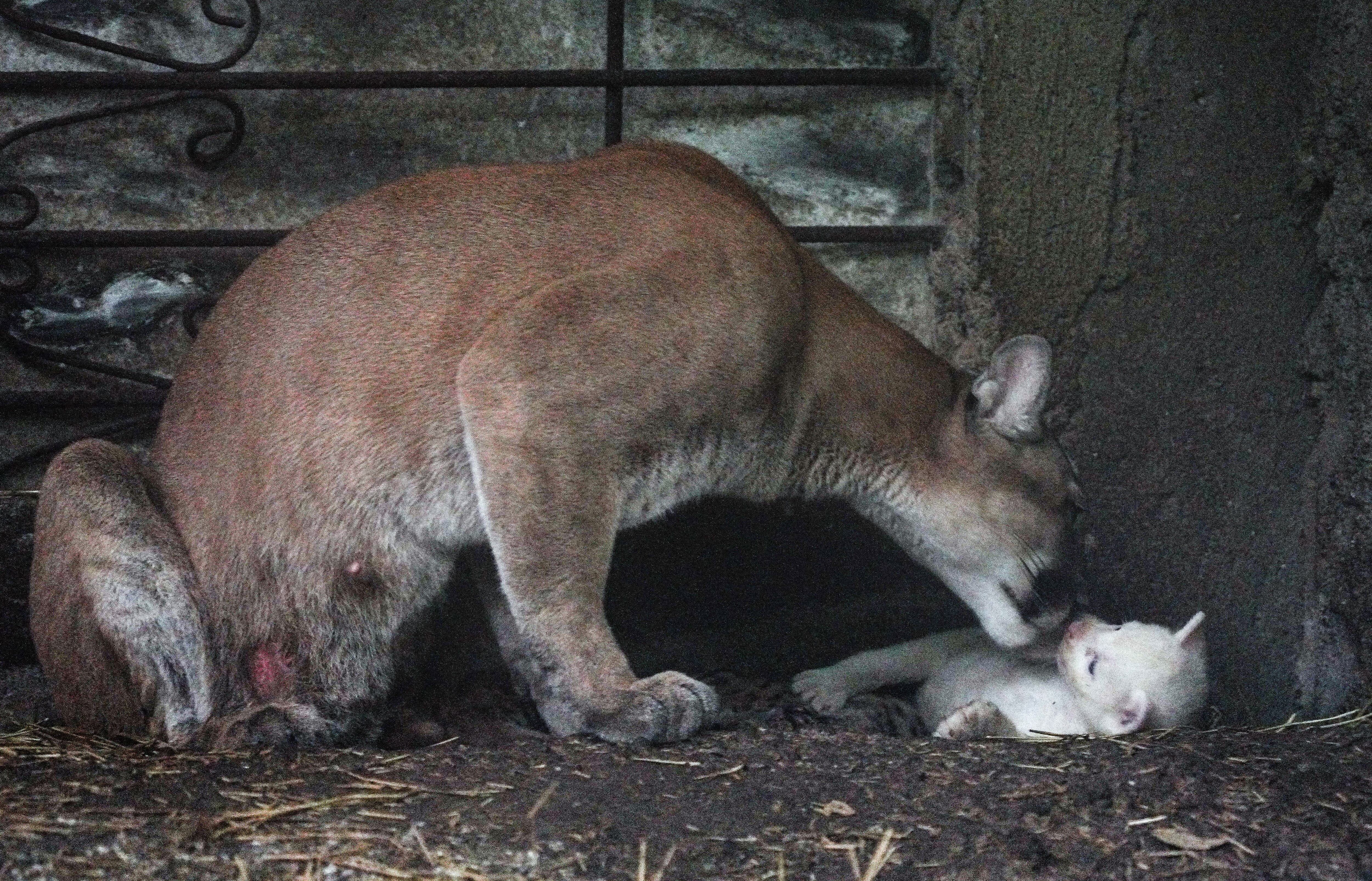 Un cachorro de puma albino de cuatro semanas de edad, nacido en cautiverio y considerado una especie en peligro de extinción, juega con su madre en el Zoológico Thomas Belt en Juigalpa, Nicaragua.