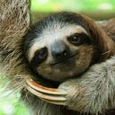 El pelaje del perezoso costarricense puede producir antibióticos que mantienen a raya a los patógenos que podrían enfermar al animal tropical.