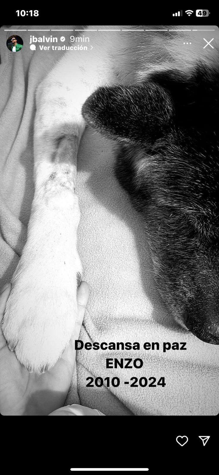 Enzo, mascota de J Balvin