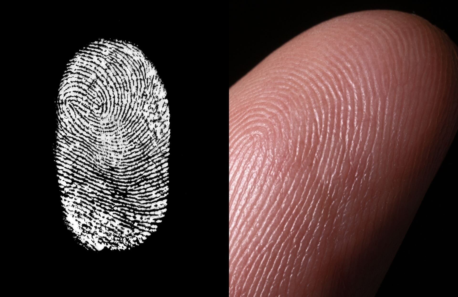 Su función no se limita solo a la identificación, ya que cumplen varios roles importantes en el cuerpo humano.