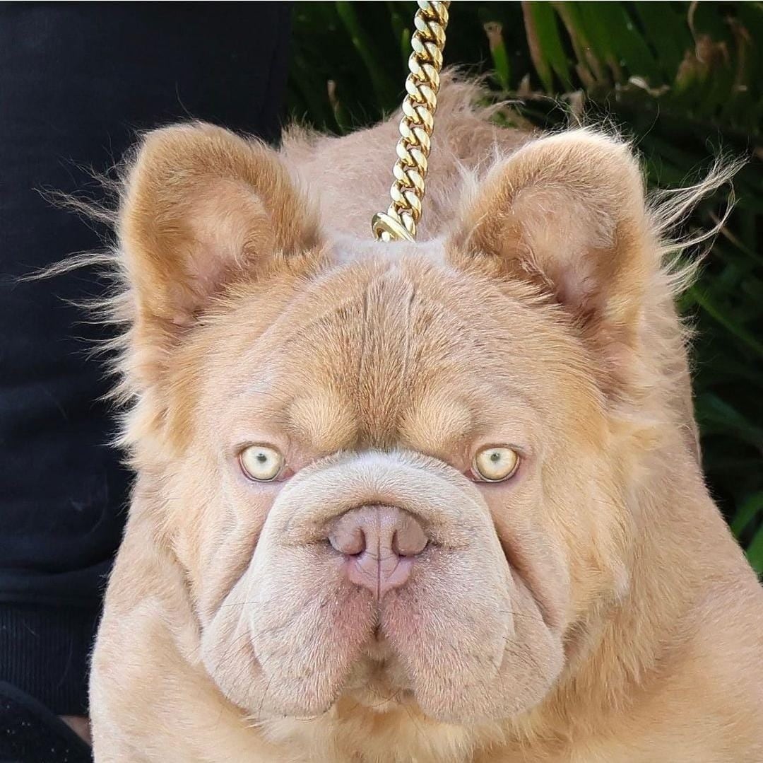 Una de las características más destacadas de este perro es la calidad de su estructura genética.