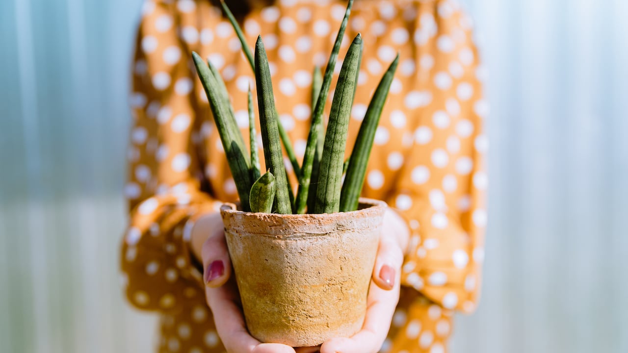 La lengua de suegra sirve para atraer buenas energías.