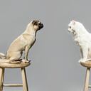 Perros y gatos, mascotas