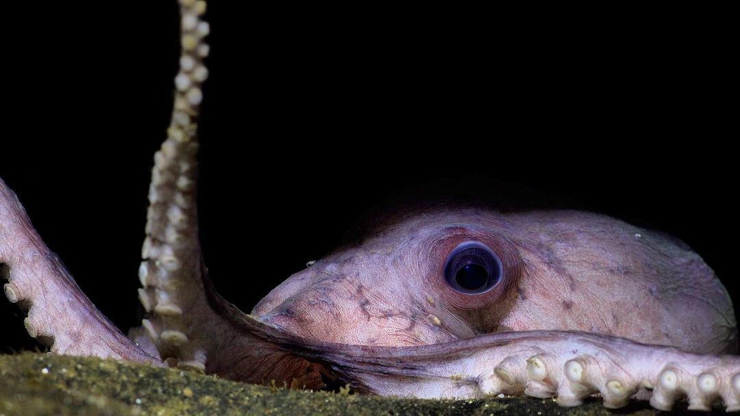 Pulpo captado por el ROV SuBastian.