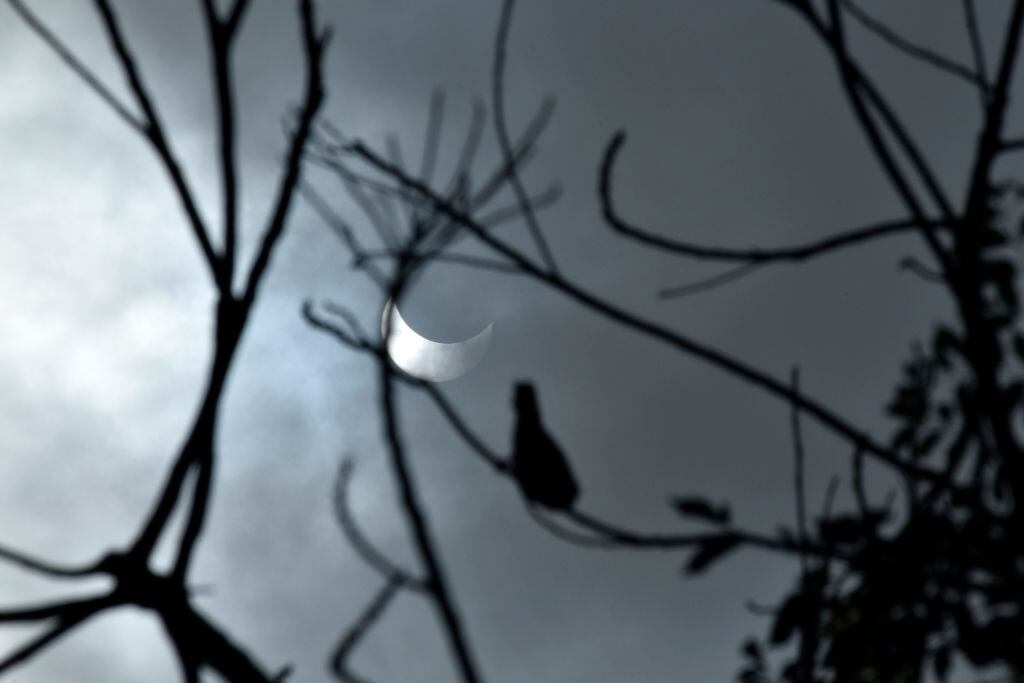 Cuando el cielo se oscureció en pleno día, algunas especies reaccionaron sorprendentemente.