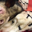 Producto de la agresión, la zarigüeya perdió el ojo izquierdo. Foto: Cornare - Colombia hoy.