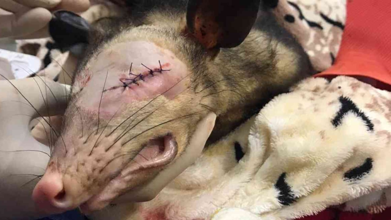 Producto de la agresión, la zarigüeya perdió el ojo izquierdo. Foto: Cornare - Colombia hoy.