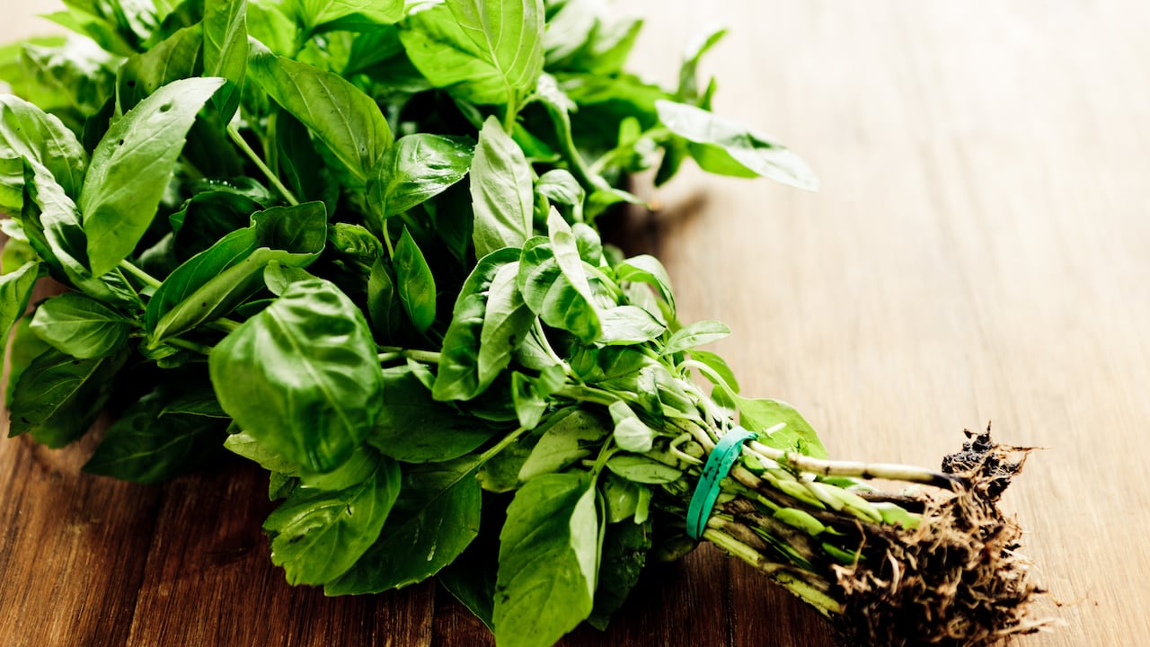 La albahaca es una hierba aromática que contiene aceites esenciales como el geraniol, eugenol y linalool.