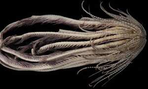 El artículo que hizo pública esta aparición se titula Resolviendo la taxonomía del complejo de especies de estrellas de plumas antárticas Promachocrinus ' kerguelensis