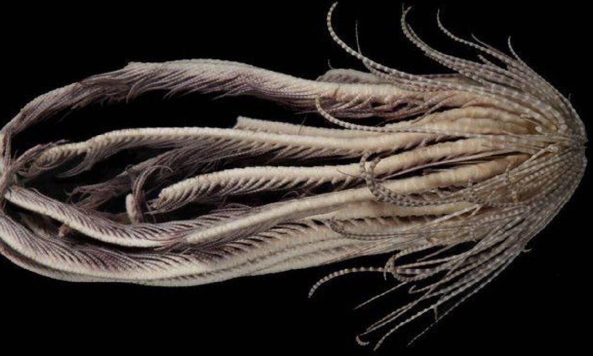 El artículo que hizo pública esta aparición se titula Resolviendo la taxonomía del complejo de especies de estrellas de plumas antárticas Promachocrinus ' kerguelensis