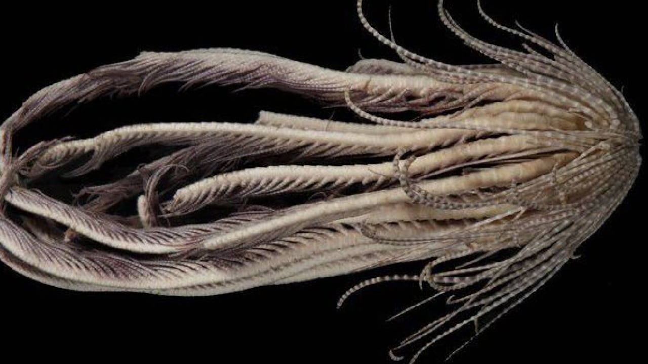 El artículo que hizo pública esta aparición se titula Resolviendo la taxonomía del complejo de especies de estrellas de plumas antárticas Promachocrinus kerguelensis.