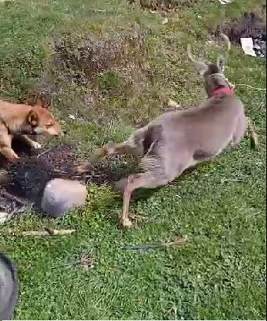 El venado habría sido mordido por un perro.