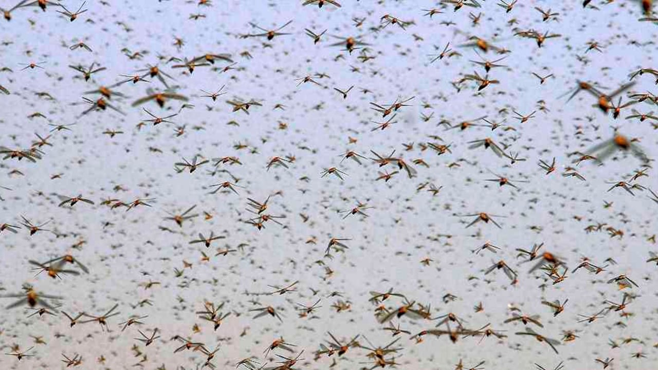 Protocolos de vigilancia con enfoque preventivo de la plaga de langostas.