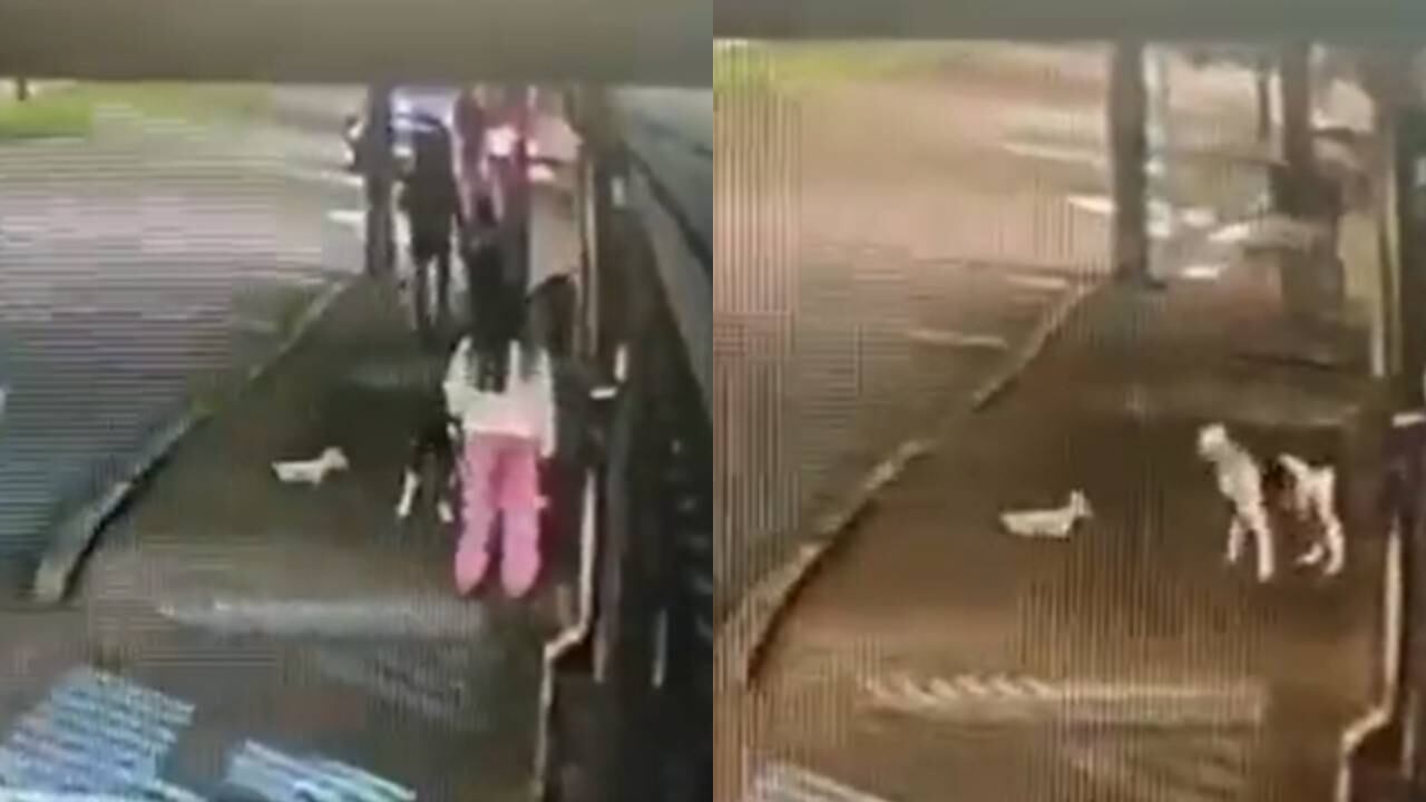 Una familia amarra a un poste al animal y sale a correr dejándolo abandonado en el lugar.