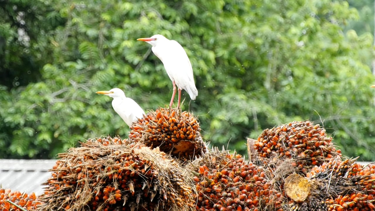 El dinamismo externo compensa la estabilidad del mercado local.