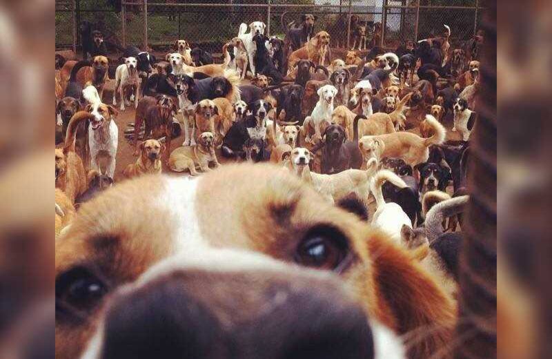 “Cuando adoptas un chucho, adoptas una raza única”, es el lema del refugio.