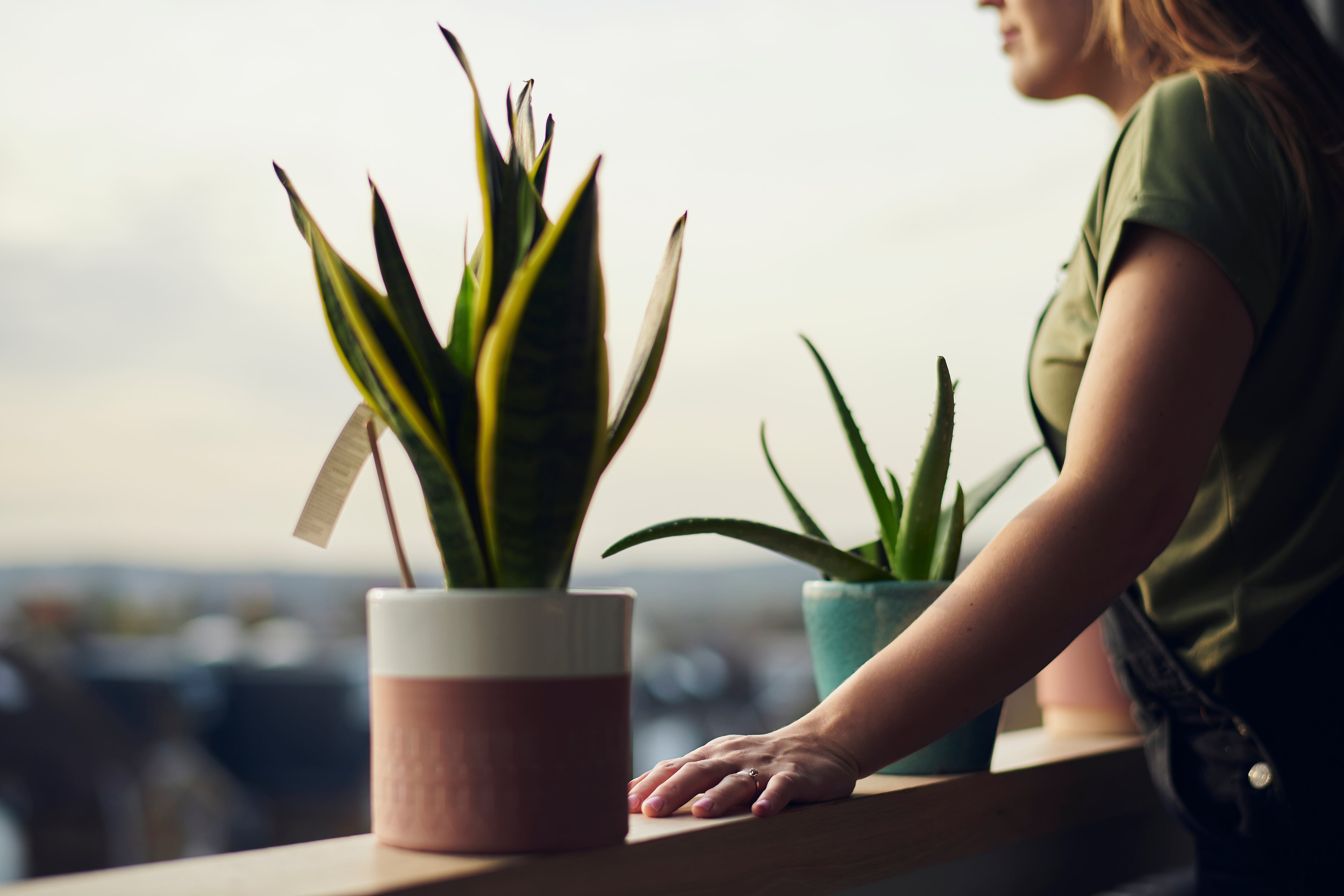 La ubicación de la planta es muy importante según las creencias del Feng Shui.