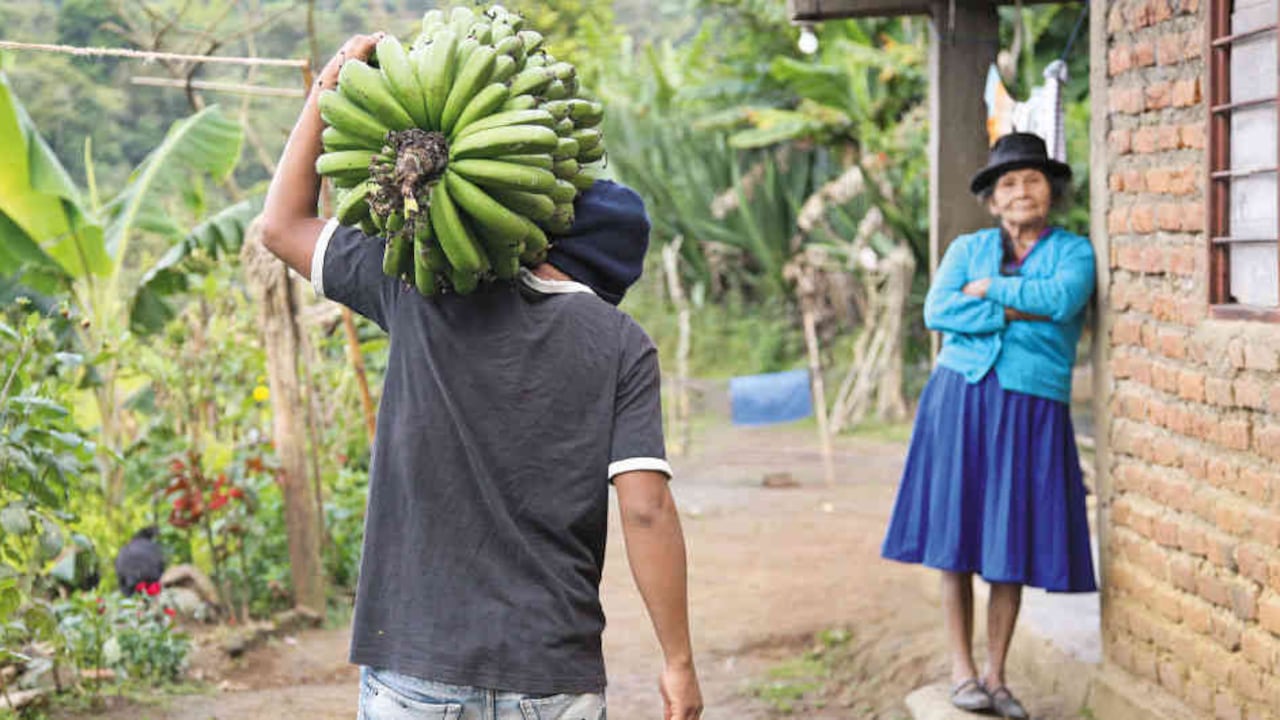La producción agrícola en los resguardos está paralizada debido a las medidas adoptadas por los cabildos. No se pueden comercializar productos ni se permite el tránsito de motos o carros con carga.