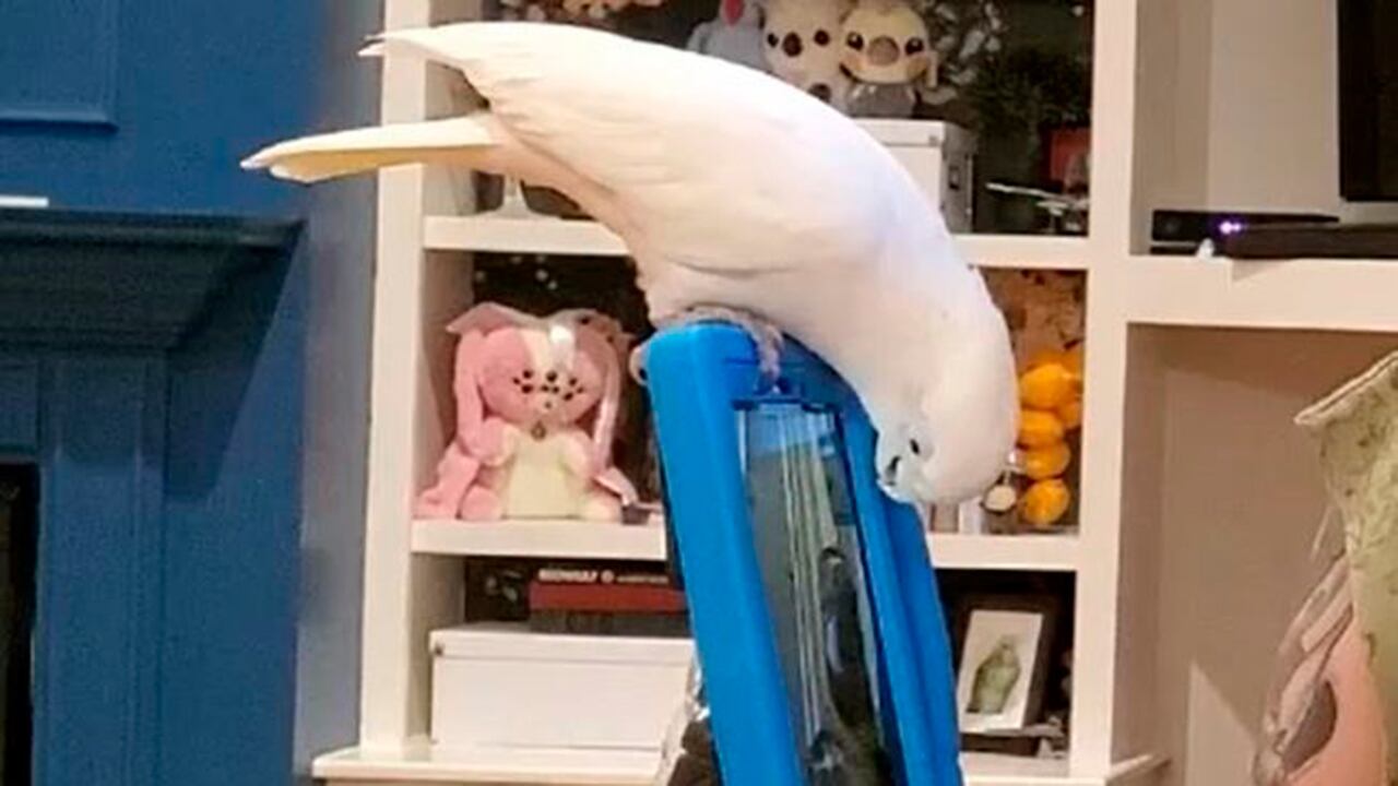 Científicos han logrado que algunas aves se comuniquen por una videollamada