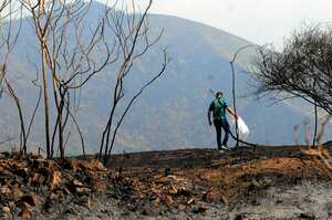 Cali; Centenares de caleños participan de la campaña de reverdecer y limpieza de los cerros tutelares de Cali (Tres Cruces, Guaca) que fueron afectados por incendios forestales en días pasados. foto José L Guzmán. El País, sept 30-23