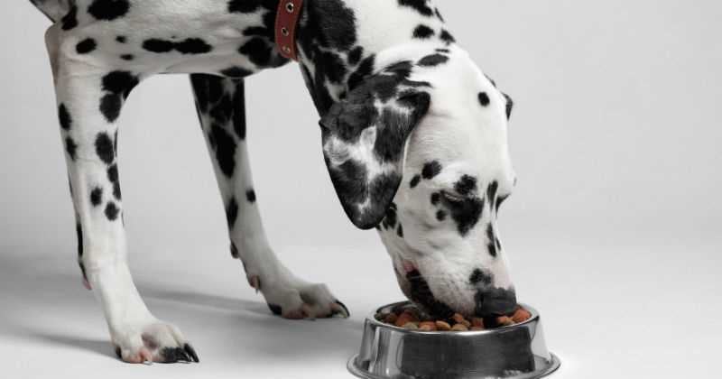 Dejar al perro en la terraza evita que el animal se alimente por horas.