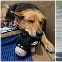 Al parecer la perrita deambulaba tras el fallecimiento de su dueño.