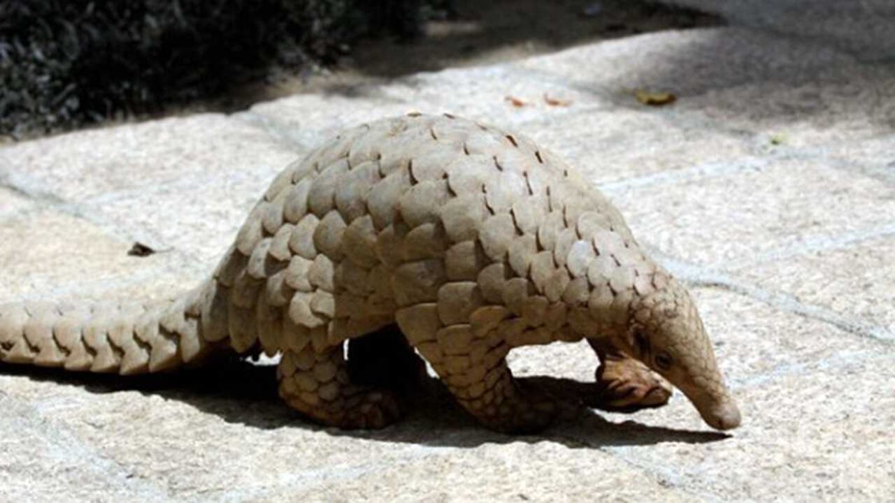 Foto: Dushy Ranetunge/Wikimedia Commons