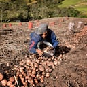 AGRICULTURA PAPA
CULTIVOS DE PAPA EN LA CALERA, PAISAJE
FEBRERO 7 DE 2023
FOTOGRAFA ALEXANDRA RUIZ POVEDA