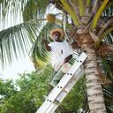 En Colombia solo se dan dos variedades de coco, alto Caribe y alto Pacífico, muy apetecidas en la industria internacional por su pulpa.