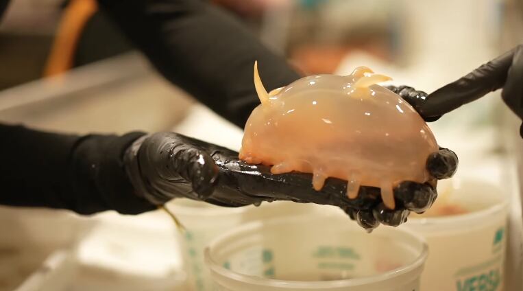 Encontraron animales inusuales, desde gelatinosos “cerdos de mar” hasta pequeñas “mariposas marinas”.