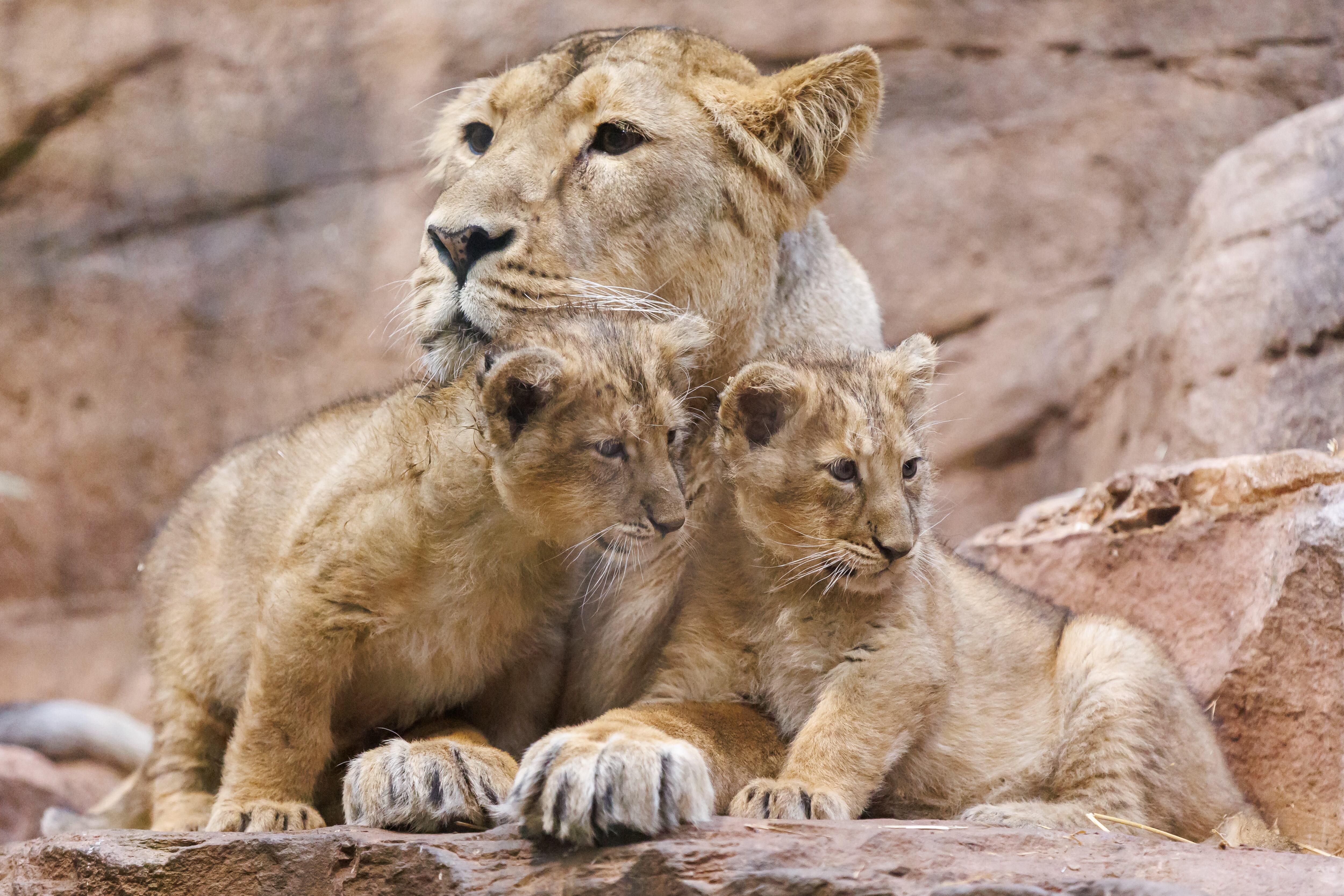 Los bebés león son comprados en el mercado negro